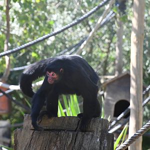 Red-faced Black Spider Monkey
