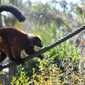 Red Ruffed Lemur (companion to 1.0 Red-faced Black Spider Monkey)