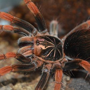 Colombian pink sunburst tarantula (Pamphobeteus sp. 'Solaris')