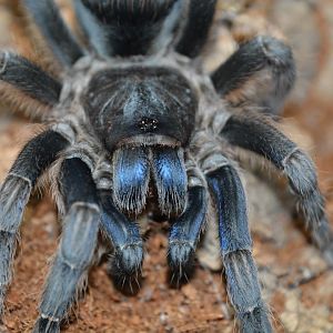 Costa Rican blue front tarantula (Aphonopelma burica)