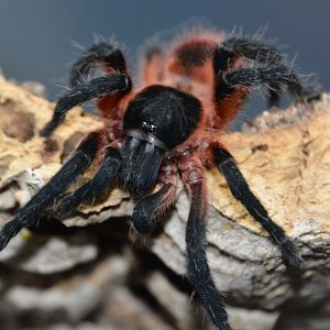 Lava tarantula (Davus sp. 'Panama')