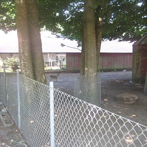 Dyrenes Verden - Wallaby/cavy exhibit