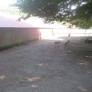 Dyrenes Verden - Wallaby/cavy exhibit