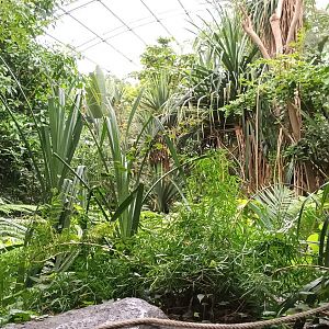 Masoala Rainforest general View