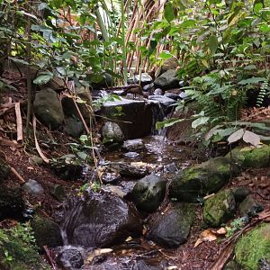 Masoala Rainforest Creek