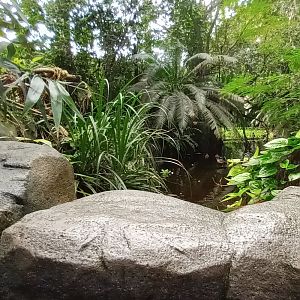 Masoala Rainforest Main Pond