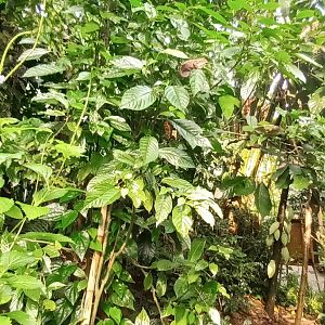 Masoala Rainforest Panther Chameleons