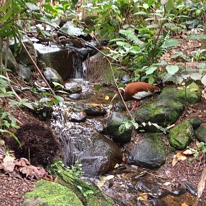 Masoala Rainforest Madagascar crested Ibis