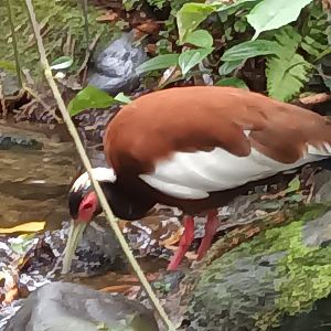 Masoala Rainforest Madagascar crested Ibis