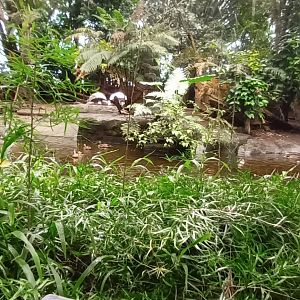 Masoala Rainforest Aldabra giant Tortoise Enclosure