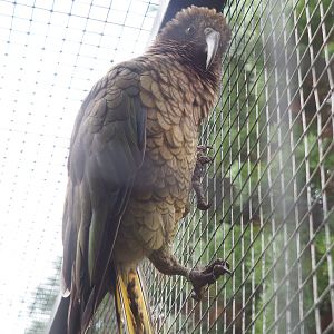 Kea (Nestor notabilis), 2022-09-15