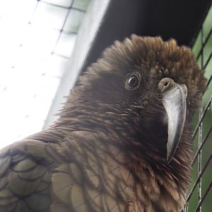 Kea (Nestor notabilis), 2022-09-15