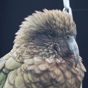 Kea (Nestor notabilis), 2022-09-15