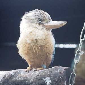 Blue-winged kookaburra (Dacelo leachii), 2022-09-15