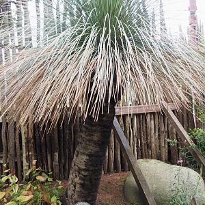 Australian grass tree (Xanthorrhoea glauca), 2022-09-15