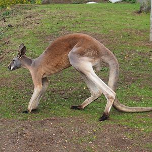 Red kangaroo (Osphranter rufus), 2022-09-15