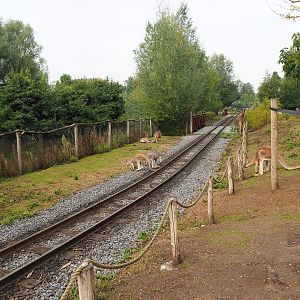Railway for steam train running through the Emu, Kangaroo and Wallaby exhibit, 2022-09-15