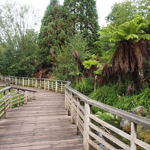 Walkway through the Emu, Kangaroo and Wallaby and Tasmanian tree fern garden, 2022-09-15