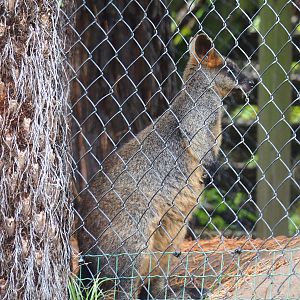 Swamp wallaby (Wallabia bicolor), 2022-09-15
