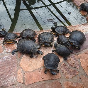 Pond sliders (Trachemys scripta), 2022-09-15
