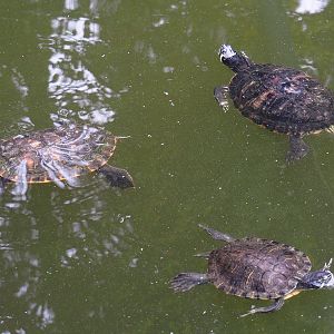 Pond sliders (Trachemys scripta), 2022-09-15
