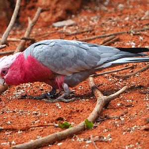 Galah (Eolophus roseicapilla), 2022-09-15