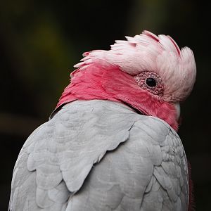 Galah (Eolophus roseicapilla), 2022-09-15
