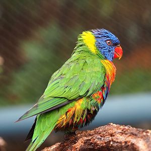 Rainbow lorikeet (Trichoglossus moluccanus), 2022-09-15