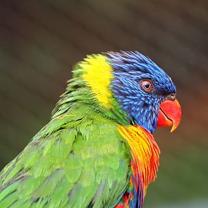 Rainbow lorikeet (Trichoglossus moluccanus), 2022-09-15