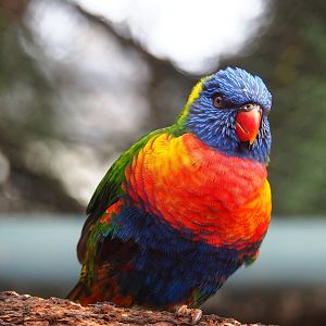 Rainbow lorikeet (Trichoglossus moluccanus), 2022-09-15