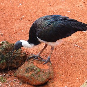 Straw-necked ibis (Threskiornis spinicollis), 2022-09-15