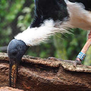Straw-necked ibis (Threskiornis spinicollis), 2022-09-15