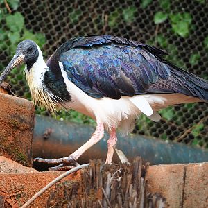 Straw-necked ibis (Threskiornis spinicollis), 2022-09-15