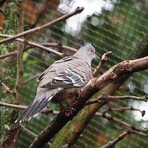 Crested pigeon (Ocyphaps lophotes), 2022-09-15