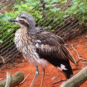 Bush stone-curlew  (Burhinus grallarius), 2022-09-15