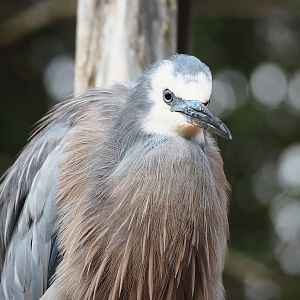 White-faced heron (Egretta novaehollandiae), 2022-09-15