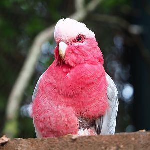 Galah (Eolophus roseicapilla), 2022-09-15