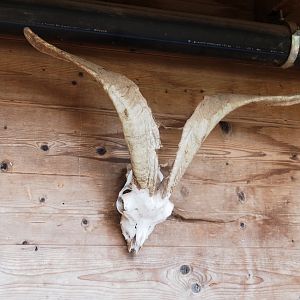 Goat skull, 2022-09-15