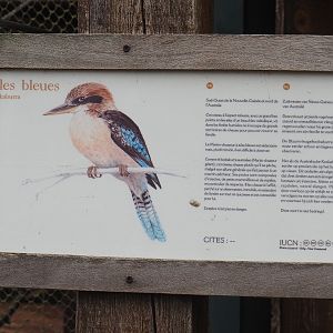 Blue-winged kookaburra signage, 2022-09-15