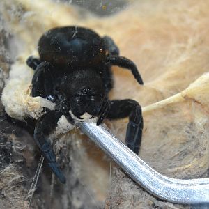 Mediterranean velvet spider (Eresus walckenaeri)