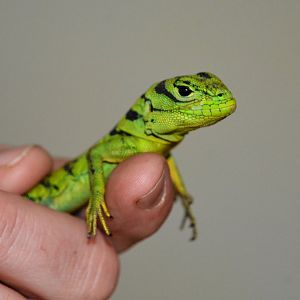 Green thornytail iguana (Uracentron azureum)