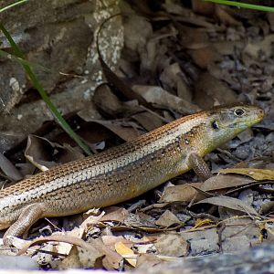 Major Skink