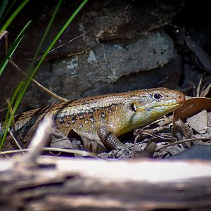 Major Skink