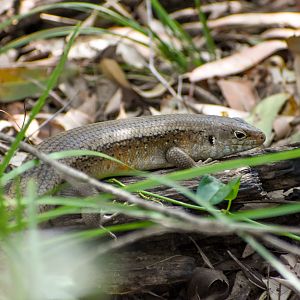 Major Skink