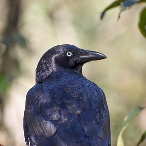 Torresian Crow