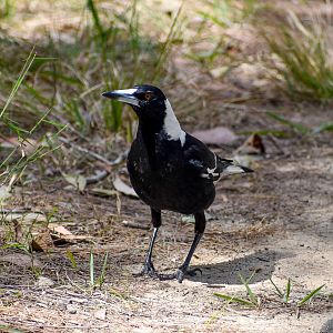 Australian Magpie
