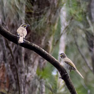 Yellow-faced Honeyeaters