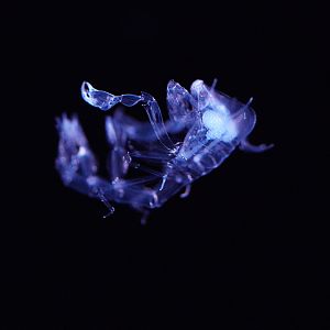 Barrel Amphipod (Phronima Sedentaria)
