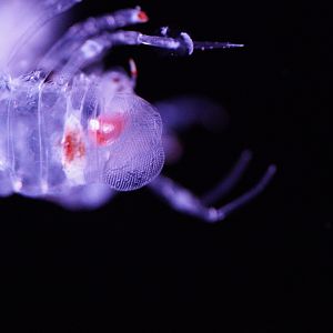 Barrel Amphipod Eyes (Phronima Sedentaria)