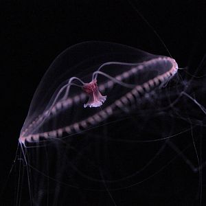 Purple Lipped Jelly (Earlaria Pupurea)